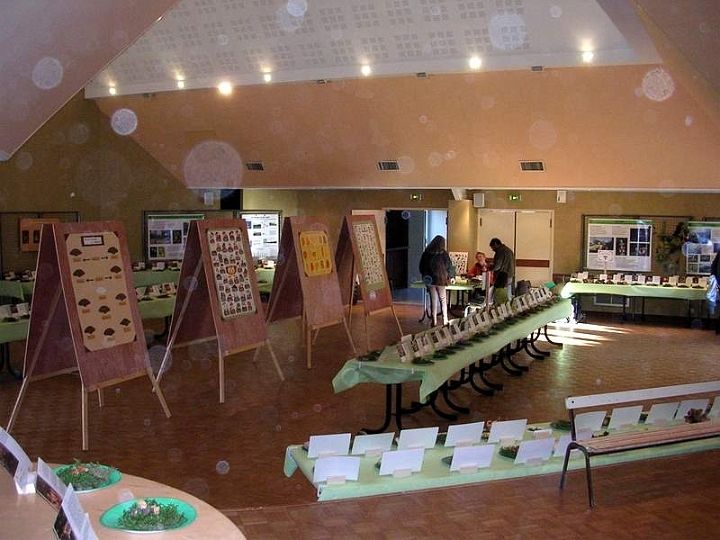 Expo champignons a St Leger 33